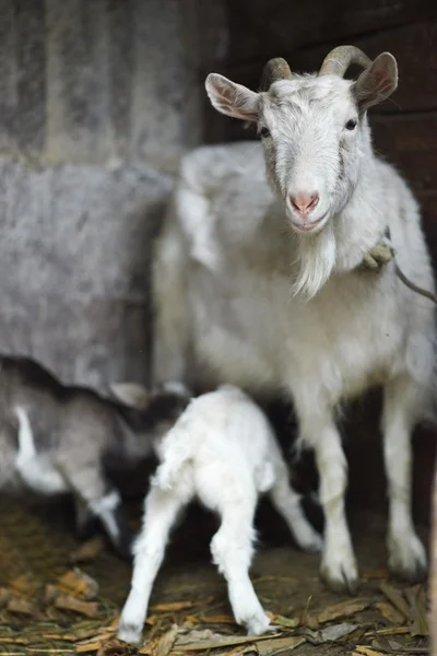 Chèvres domestiques blanches nourrissant les chèvres — Photo