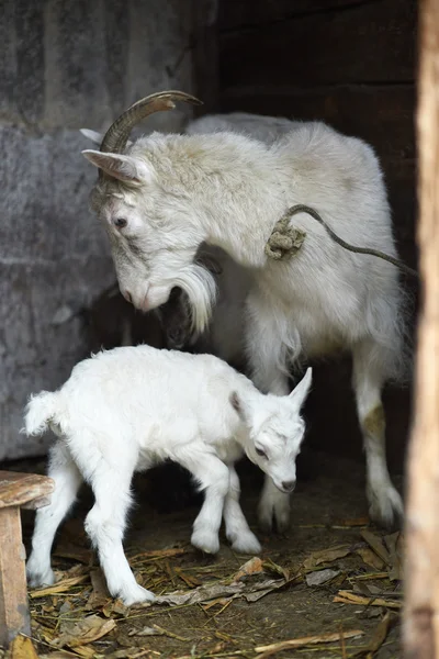 White domestic goat with kids — Stock Photo, Image