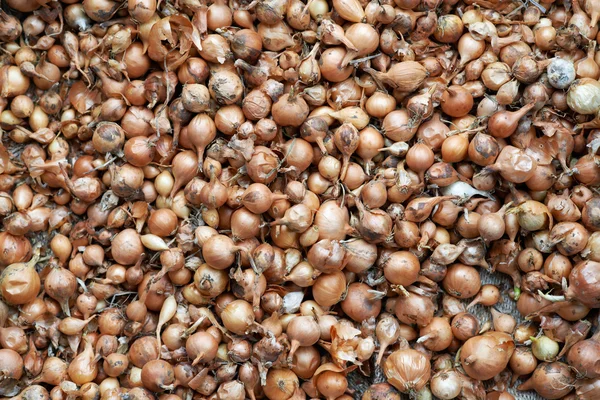 Texture of small bulbs for planting — Stock Photo, Image