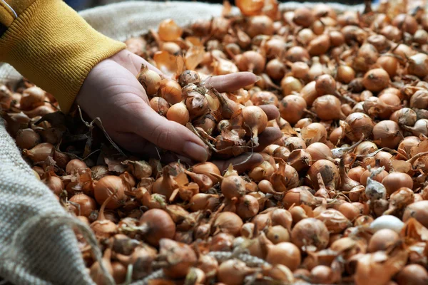 Handful of small orange bulbs for planting — Stock Photo, Image