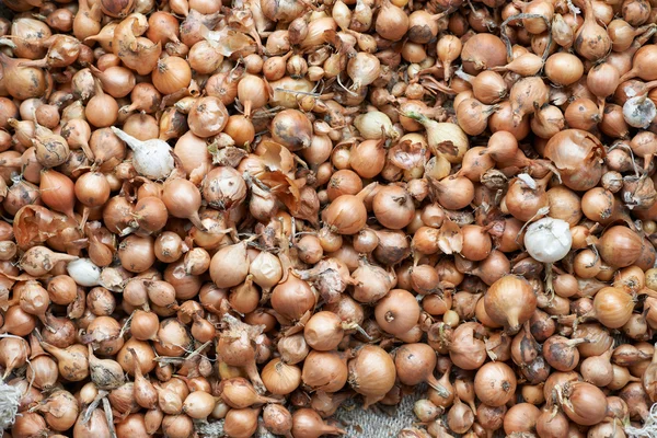 Texture of small bulbs for planting — Stock Photo, Image