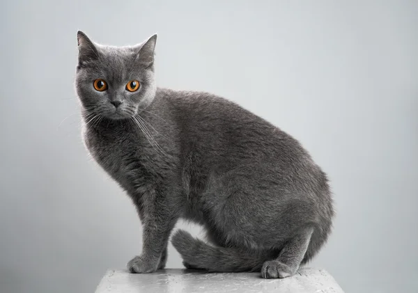 Britische graue Katze auf einem Schemel — Stockfoto