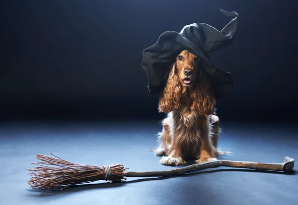 Cane seduto in un cappello da streghe — Foto Stock