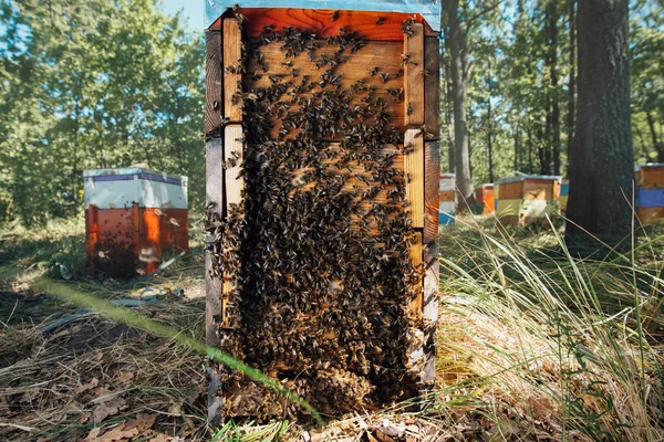 Um enxame de abelhas na colmeia. Apicultura em um apiário florestal. — Fotografia de Stock