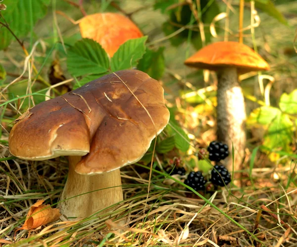 Summer edible mushrooms and blackberries in the woods in the grass — Stock Photo, Image