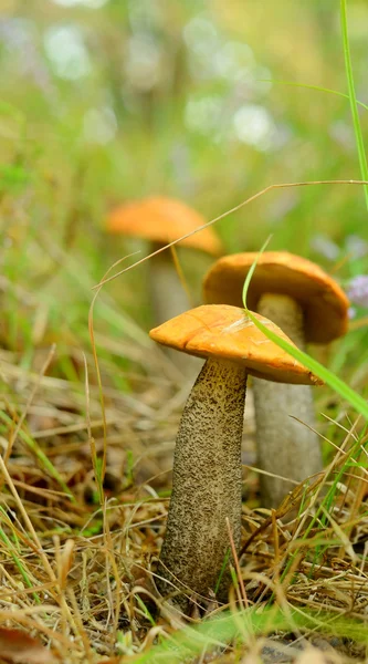 Zomer eetbare paddestoelen gegroeid in het gras in het forest — Stockfoto