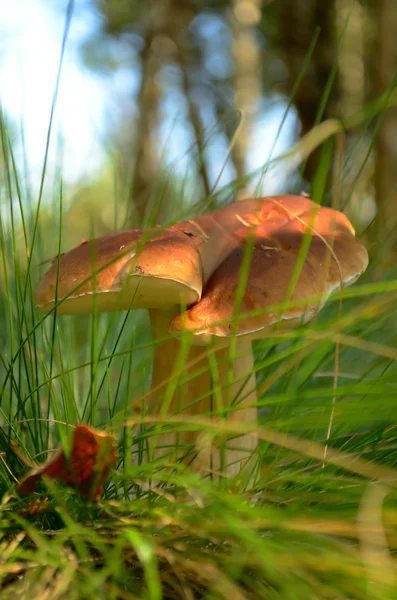 Eetbare paddestoelen in het gras aan de rand van het bos — Stockfoto