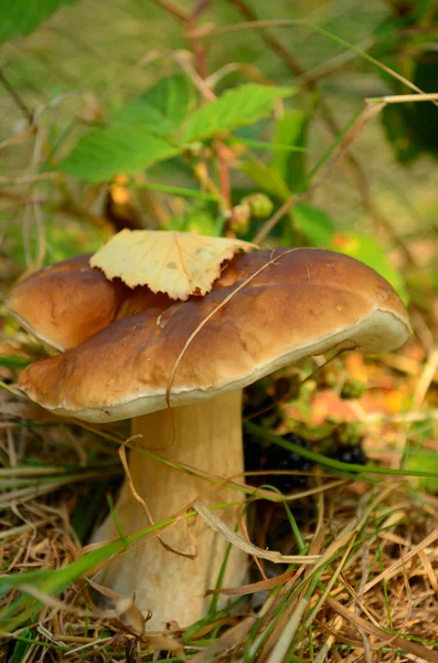 Edible mushroom in the grass at the edge of the forest — Stock Photo, Image