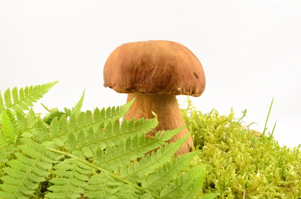 Грибы, съедобные грибы в мох и папоротник вблизи изолированы на белом фоне — стоковое фото
