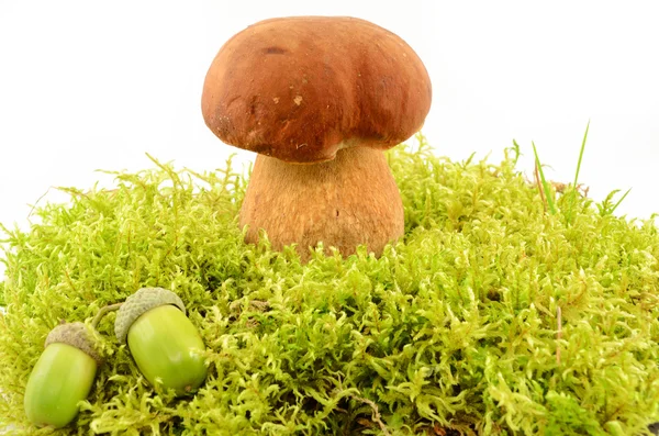 Mushroom,edible mushroom and acorns in the moss close up isolated on white background — Stock Photo, Image