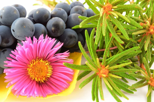 Bodegón de una flor, racimo de uvas, romero fragante — Foto de Stock