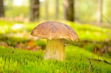 mantar, orman kenarında çim yenilebilir mantar