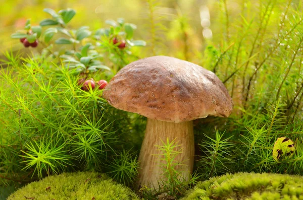 Mushroom,edible mushroom in moss near cowberry in wood — Stock Photo, Image