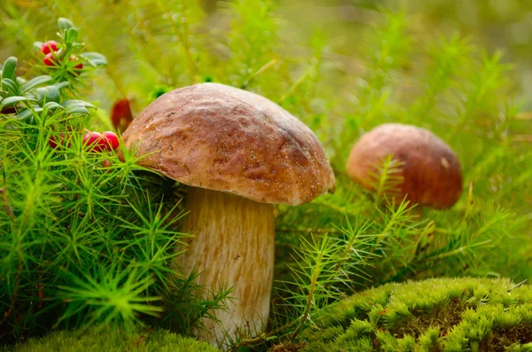マッシュルーム、木材でコケモモ近く moss の食用キノコ ロイヤリティフリーのストック画像
