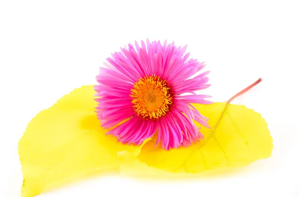 花、黄色の上に横たわる rbright ピンク花葉白の背景にクローズ アップ ロイヤリティフリーのストック写真