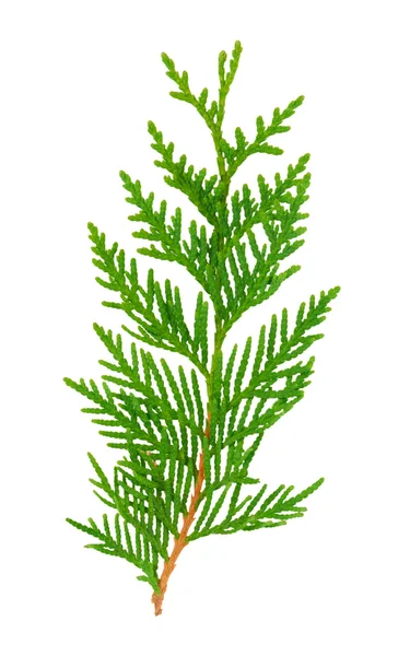 支店、緑の枝植物 thuja のクローズ アップの白い背景の上 ストック画像