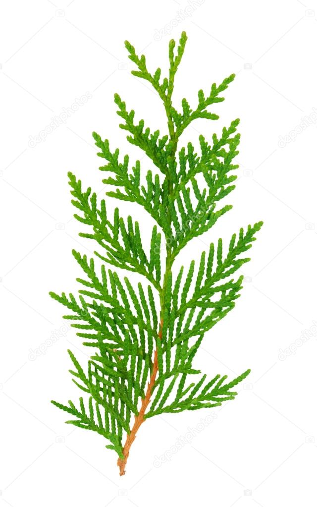 Branch,green twig plant thuja close up on a white background