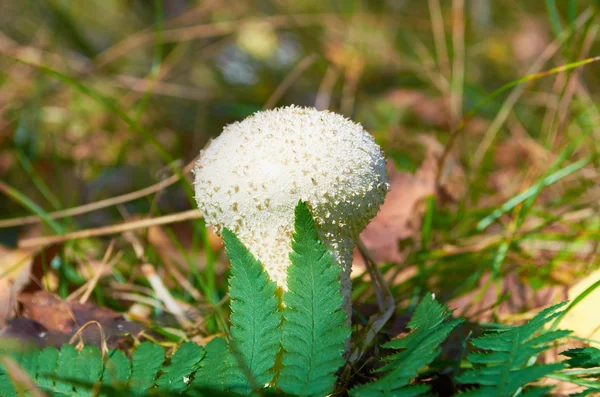 Mushroom.Edible mushroom Puffball in ferns in the deciduous forest — Stock Photo, Image