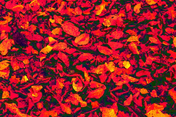 Abstracción de hojas coloridas de otoño — Foto de Stock