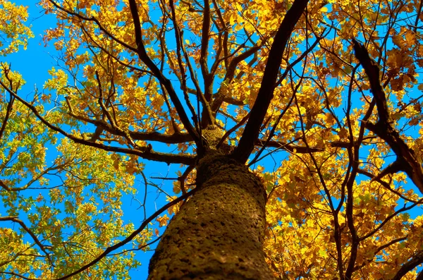 Tree.old 枝の多い木下から撮影秋 ストックフォト