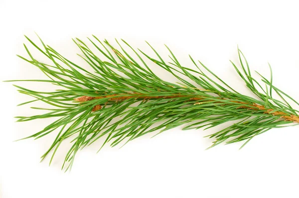 Branch.Fluffy green pine branches on a white background — Stock Photo, Image