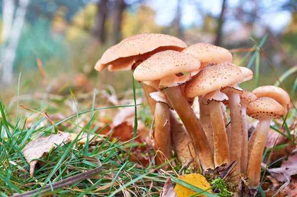 Mushroom — Stock Photo, Image