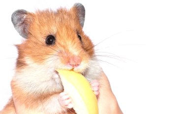 hamster