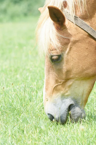 Cheval Photo De Stock