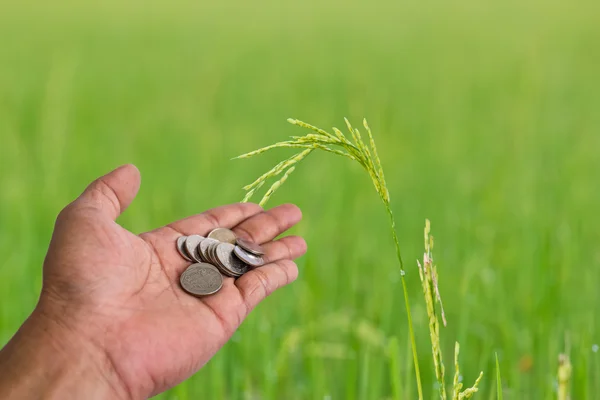 Hand scatter coin Rice farm at chon buri thailand — Stock Photo, Image