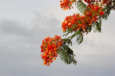 Tavus kuşu çiçek Tayland at