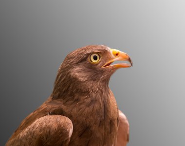 Kırmızı - kuyruklu şahin