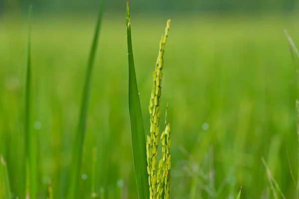 Ears of rice. — Stock Photo, Image