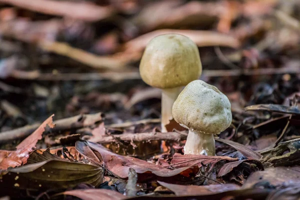 Flugsvamp mot en mjuk naturlig bakgrund i tidig morgon lig — Stockfoto