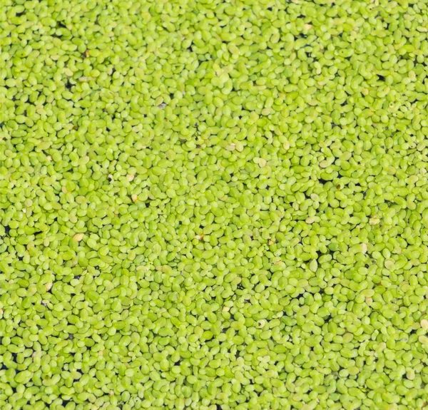 Texture of beautiful green duckweed on Swamp — Stock Photo, Image