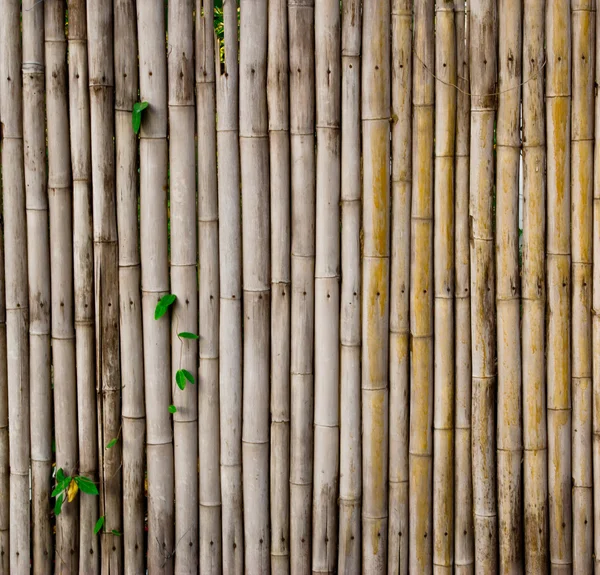 Bambu çit — Stok fotoğraf