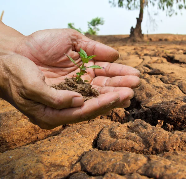 Persona que sostiene una planta pequeña — Foto de Stock