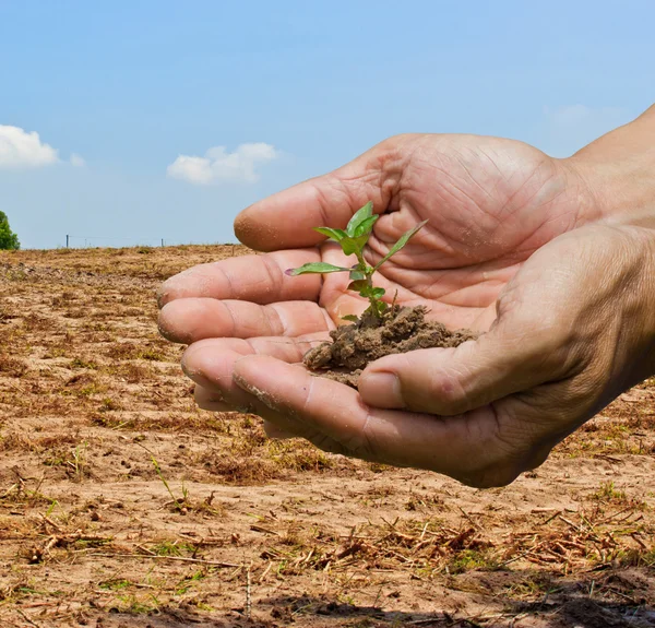 Personne tenant une petite plante — Photo