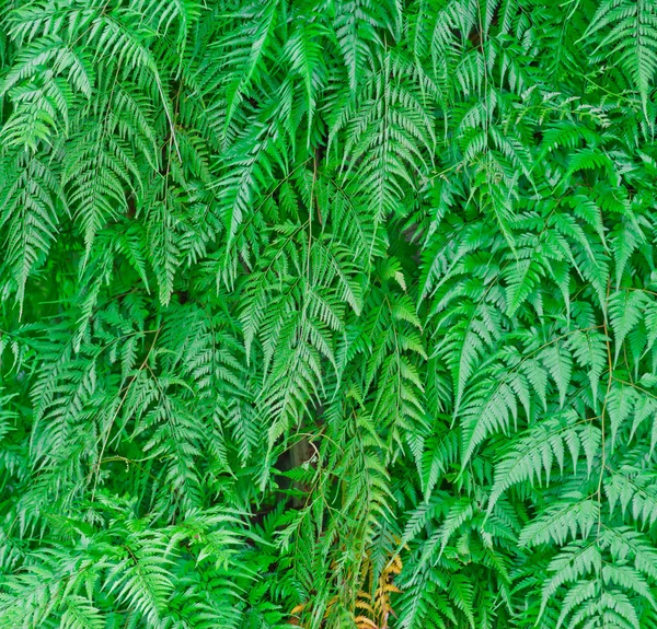 Detail eines schönen Farnblattes. — Stockfoto