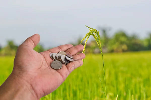 Hand scatter coin Rice farm at chon buri thailand — Stock Photo, Image