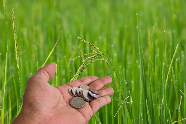 Hand scatter coin Rice farm at chon buri thailand — Stock Photo, Image