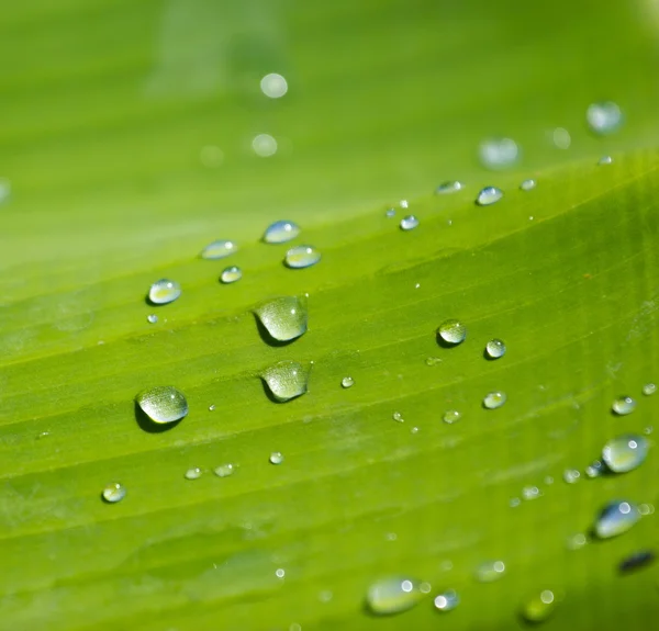 Dew on green banana leaf in morning light — Stock Photo, Image