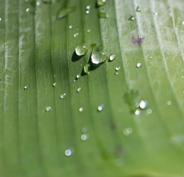 Роса на зеленому банановому листі в ранковому світлі — стокове фото