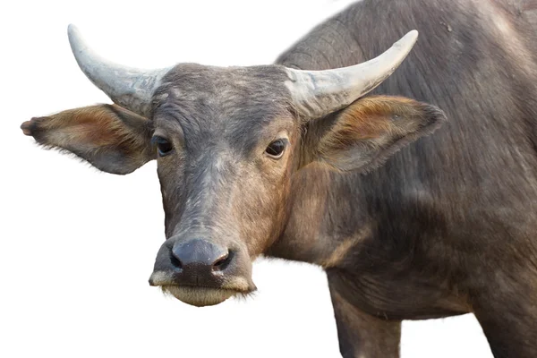 Búfalo en Tailandia — Foto de Stock
