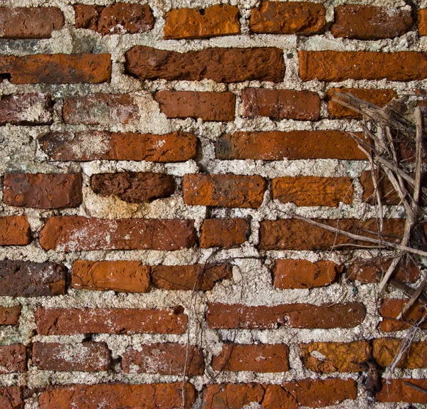 Vieux mur à Thaïlande — Photo