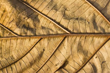 tik kuru yaprak yakın çekim