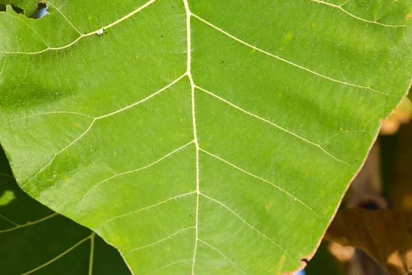 Green Teak leaf close up — Fotografie, imagine de stoc