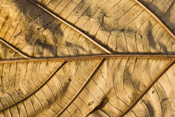 Foglia di teak secca da vicino — Foto Stock