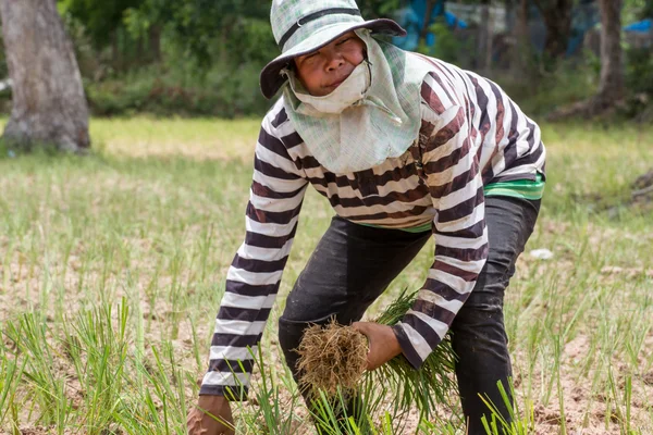 Agricultor tailandês está transplantando mudas de arroz em terra seca — Fotografia de Stock