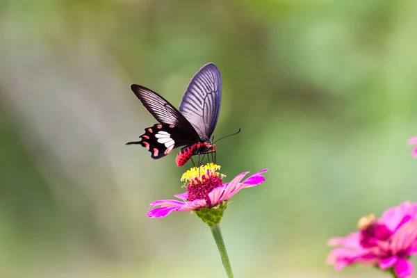 Flowers with butterflies — Stock Photo, Image