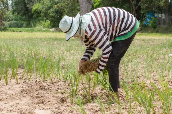 Un agriculteur thaïlandais transplante des plants de riz dans la terre sèche — Photo